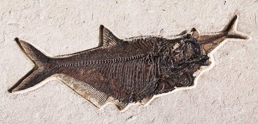 fossil-fish-aspiration-diplomystus-dentatus